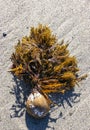 Stephanocystis osmundacea - algae attached by rhizoids to a rock, washed up by a storm, Santa Catalina Island, California Royalty Free Stock Photo