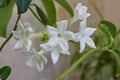 Stephanotis floribunda flower, close-up of white Madagascar Jasmine flowers