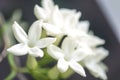 Stephanotis or madagascar jasmine with white flowers Royalty Free Stock Photo