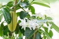 Stephanotis Royalty Free Stock Photo