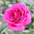 Stephens Big Purple Mauve Blend Hybrid Tea Rose in Bloom Royalty Free Stock Photo