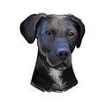 Stephens Cur scent hound ÃÂur dog breed isolated on white. Digital art illustration. Animal watercolor portrait closeup isolated