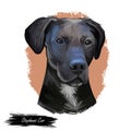 Stephens Cur scent hound ÃÂur dog breed isolated on white. Digital art illustration. Animal watercolor portrait closeup isolated