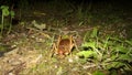 Stephens Island weta or Cook Strait giant weta on Maud Island. Endemic to New Zealand