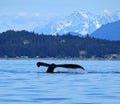 Stephens Passage Whale watching Royalty Free Stock Photo