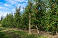 Stepladder in the garden of beautiful red ripe apples Royalty Free Stock Photo