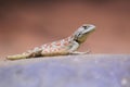 Steppe agama