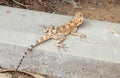 Steppe agama lizard