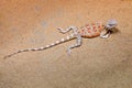 Steppe Agama, Trapelus sanguinolentus from Russa and Kazakhstan. Reptile from the nature desert habitat. Hot sunny day in Asia.