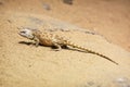 Steppe agama (Trapelus sanguinolentus)