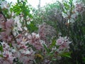 Steppe almond ornamental shrub with flowers