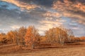 Steppe with birch treess autumn sunset with dramatic clouds, Inner Mongolia, China Royalty Free Stock Photo