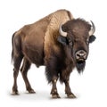 Steppe bison on a white isolated background. Royalty Free Stock Photo