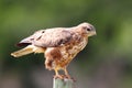 Steppe Buzzard Royalty Free Stock Photo