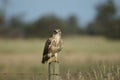Steppe Buzzard Royalty Free Stock Photo