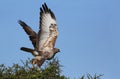 Steppe Buzzard Bird of Prey Royalty Free Stock Photo