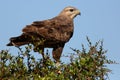 Steppe Buzzard Bird of Prey Royalty Free Stock Photo