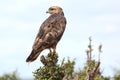 Steppe Buzzard Bird of Prey Royalty Free Stock Photo