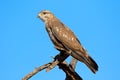 Steppe buzzard on a branch Royalty Free Stock Photo
