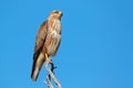 Steppe buzzard on a branch Royalty Free Stock Photo