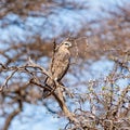 Steppe Buzzard Royalty Free Stock Photo