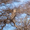 Steppe Buzzard Royalty Free Stock Photo