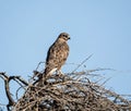 Steppe Buzzard Royalty Free Stock Photo