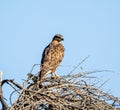 Steppe Buzzard Royalty Free Stock Photo