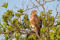 Steppe Buzzard Royalty Free Stock Photo