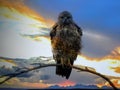 Steppe Buzzard at Sunset in Africa