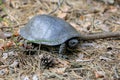 Steppe Central Asian turtle Royalty Free Stock Photo