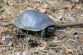 Steppe Central Asian turtle