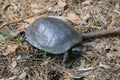 Steppe Central Asian turtle Royalty Free Stock Photo