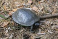 Steppe Central Asian turtle