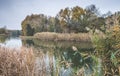 Steppe cold river in autumn colors of yellow and green dense vegetation Royalty Free Stock Photo