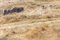 Steppe with dry yellow grass, gray stones and trodden path