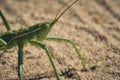 Steppe dybka sandy background, macro photo.Largest grasshopper in Russia.