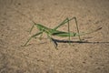 Steppe dybka sandy background, macro photo.Largest grasshopper in Russia.