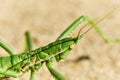 Steppe dybka sandy background, macro photo.Largest grasshopper in Russia.