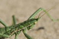 Steppe dybka sandy background, macro photo.Largest grasshopper in Russia.