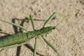 Steppe dybka sandy background, macro photo.Largest grasshopper in Russia.