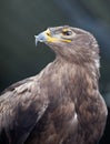 Steppe eagle - Royalty Free Stock Photo