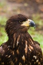 Steppe eagle Royalty Free Stock Photo