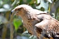 Steppe Eagle Royalty Free Stock Photo