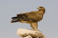 Steppe eagle Royalty Free Stock Photo