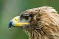Steppe Eagle Royalty Free Stock Photo