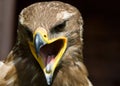 Steppe eagle Royalty Free Stock Photo