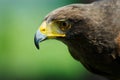 Steppe eagle Royalty Free Stock Photo