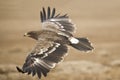 The Steppe Eagle Royalty Free Stock Photo