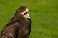 Steppe Eagle aquila nipalensis Bird of Prey